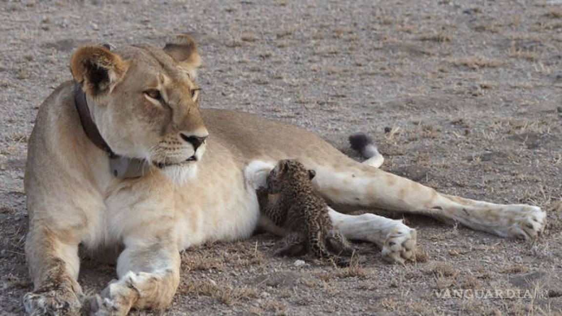 Una imagen muestra algo inusual, una leona alimenta a un leopardito