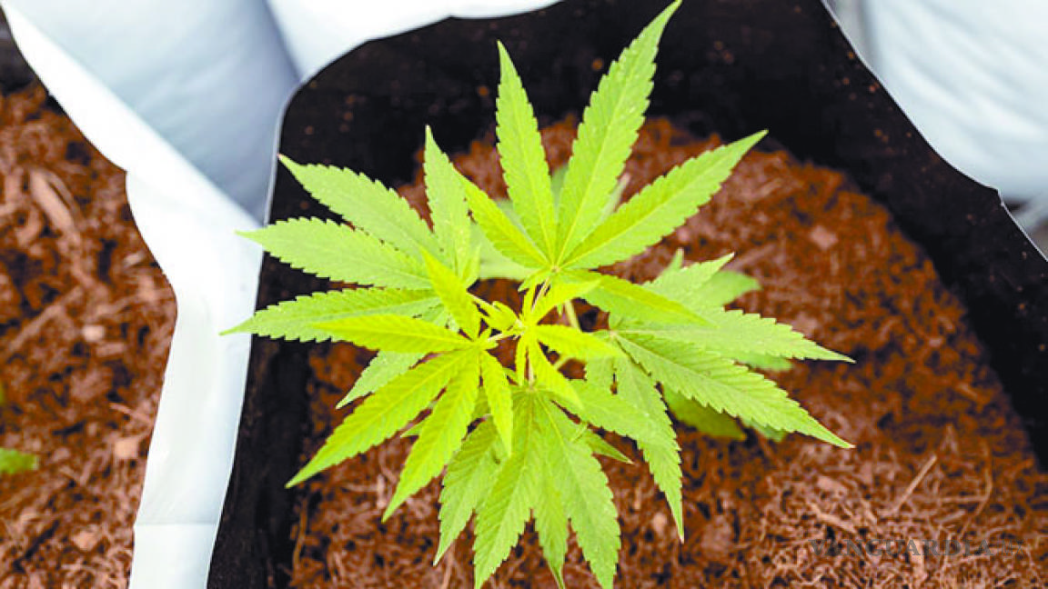 ‘Necesario dar certidumbre a inversionistas en cannabis’