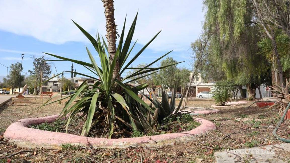 $!Los árboles, en algunas plazas, no están colocados estratégicamente para dar sombra.