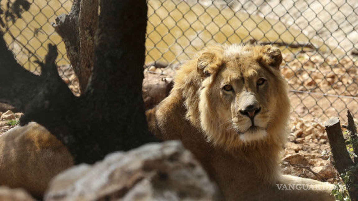 Dos leones rescatados en Irak y Siria se dirigen a Sudáfrica