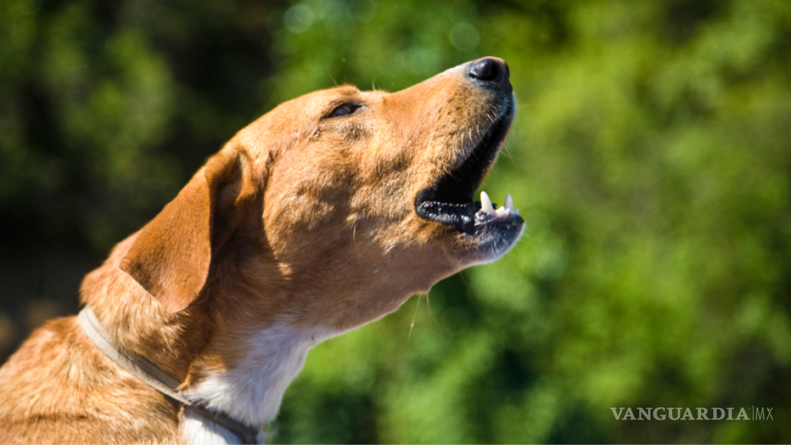 Vecino del sur de Saltillo reporta ruido excesivo de perros; dice que no hay autoridad que se pueda hacer cargo