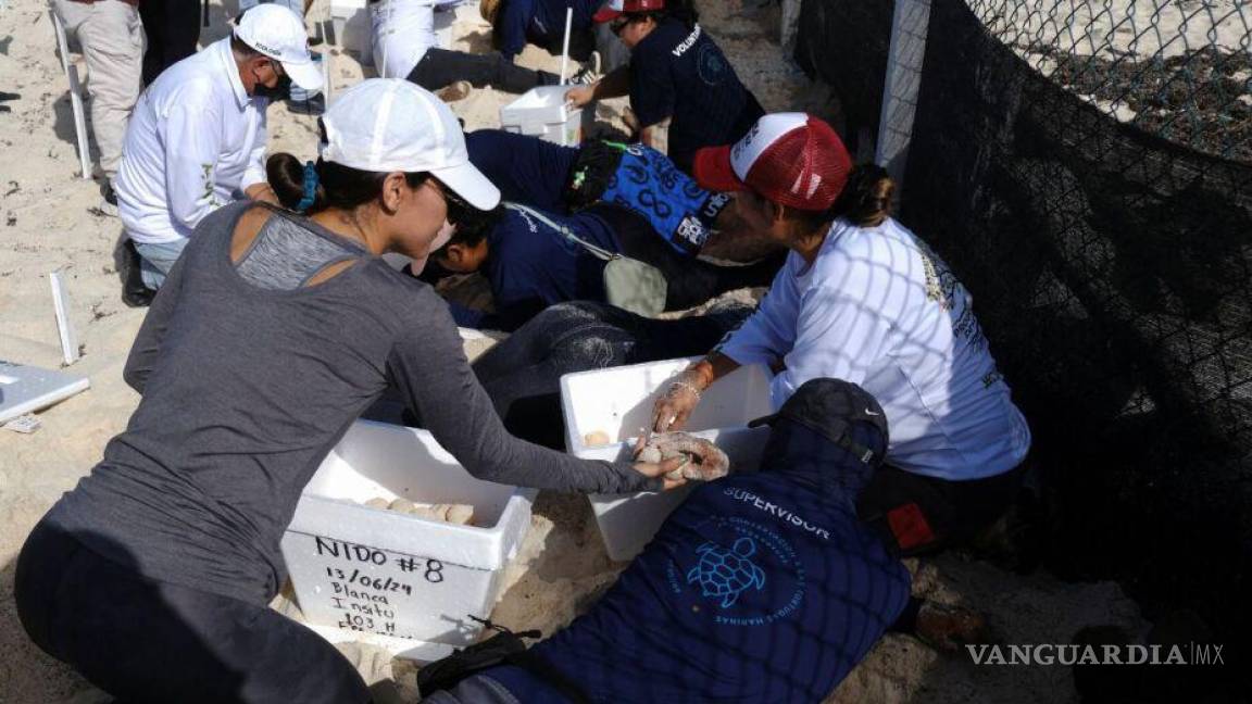 Protegen miles huevos de tortuga en Quintana Roo, ante amenaza del huracán ‘Beryl’