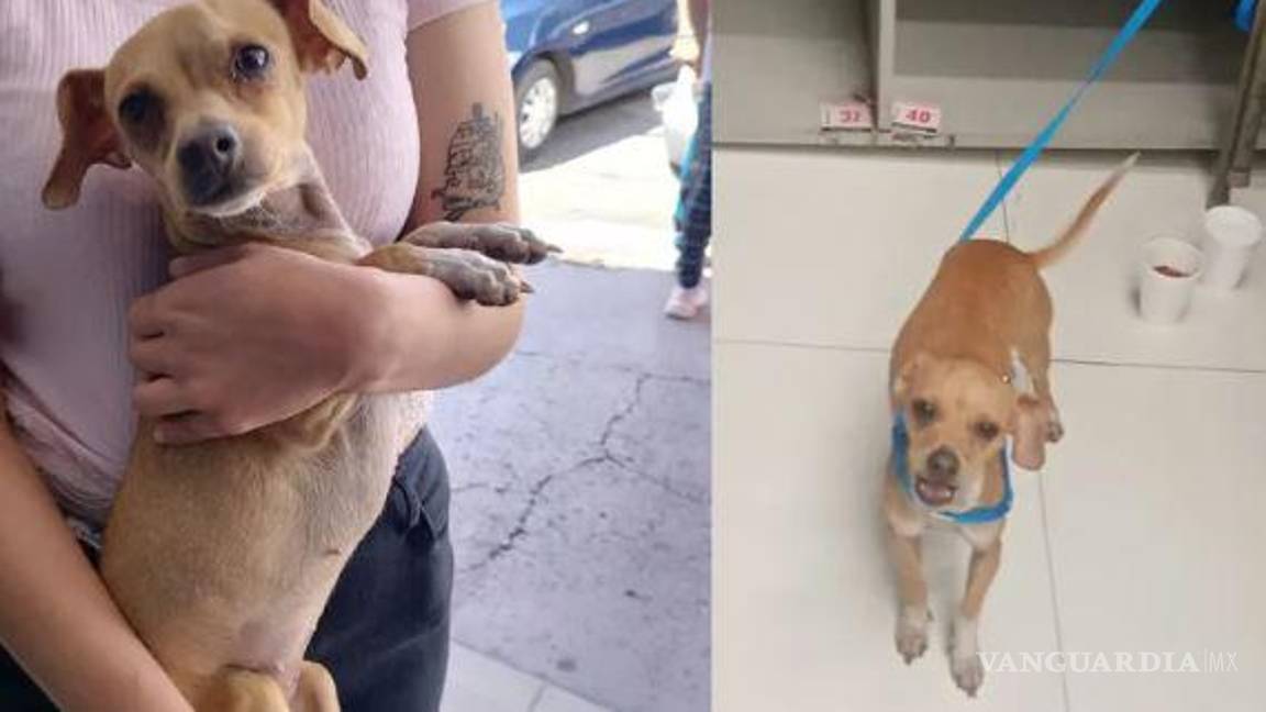 Torreón: ‘Olvidan’ a perrita en la paquetería de tienda