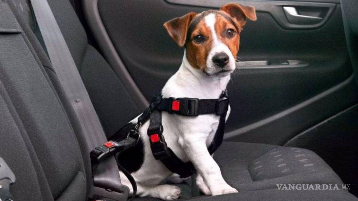 Saltillo: ¿cómo debe viajar tu mascota en el auto? Esto dice el reglamento