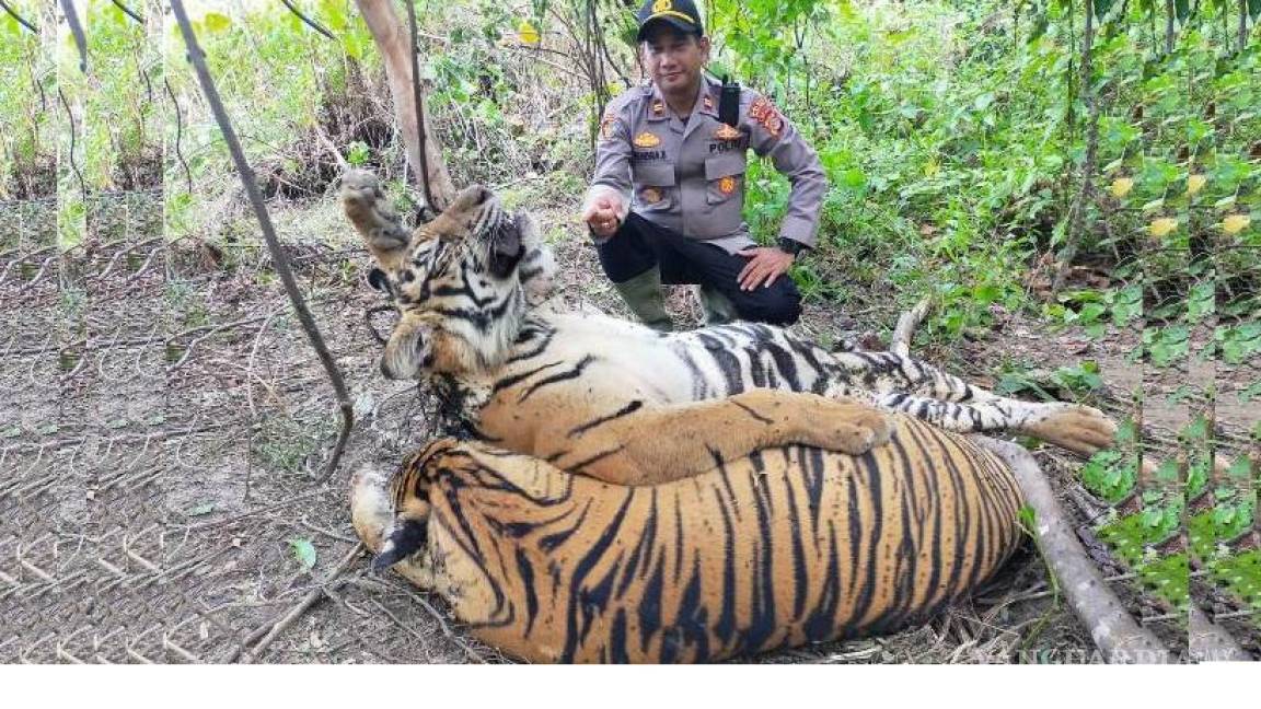 Hallan muertos tres tigres de Sumatra en Indonesia; quedan menos de 400 en el mundo