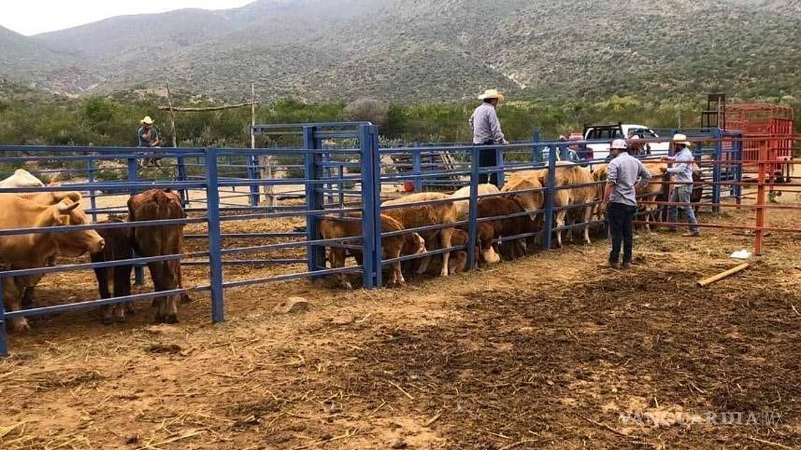 Coahuila, a un paso de reabrir frontera para exportar ganado a Estados Unidos