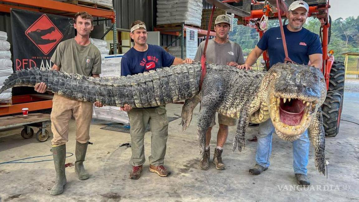 De película: capturan el mayor cocodrilo en la historia de Mississippi