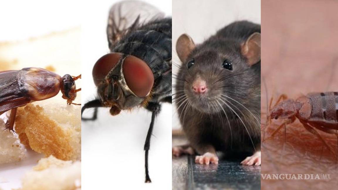 Ratas, cucarachas, moscas y chinches: ola de calor desata peligrosas plagas urbanas... ¿Qué enfermedades transmiten?