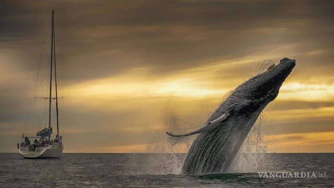 $!Luis Padilla se quedó con el cuarto lugar en la categoría Naturaleza/ Fauna