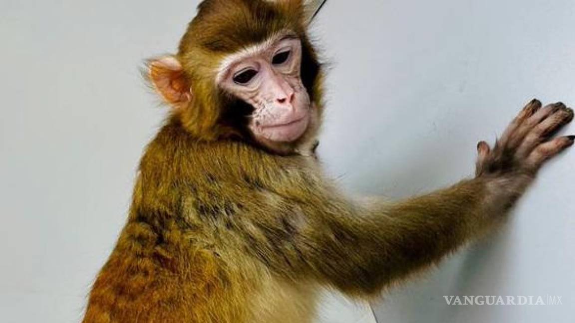 Clonación de mono rhesus, un hito científico con implicaciones éticas