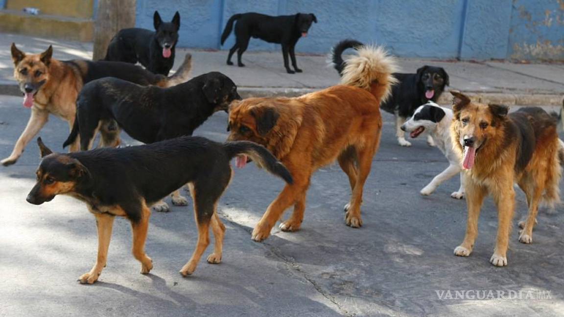 Hay en Torreón 30 mil perros en situación de calle