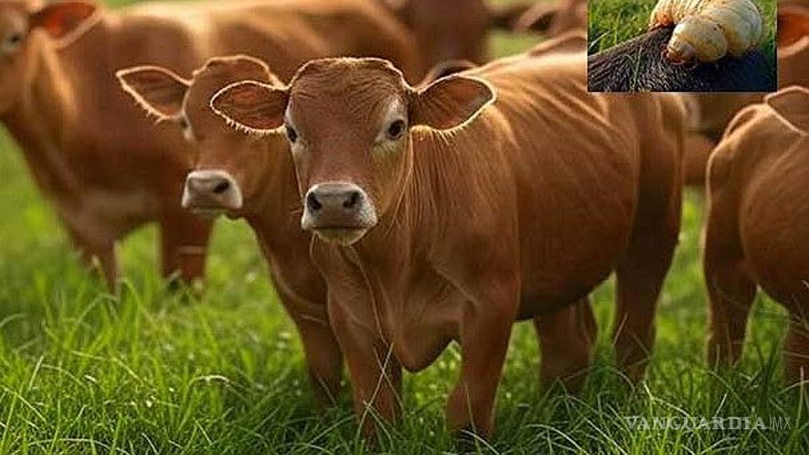 Asigna la Federación más recursos para el combate del gusano barrenador de ganado, anuncia la Senasica