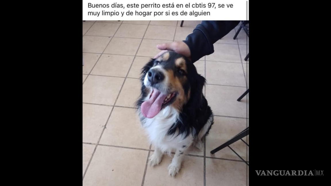 $!Perrito se escapa para ‘terminar el bachillerato’; alumnos del CBTis lo rescatan y entregan a su familia en Saltillo
