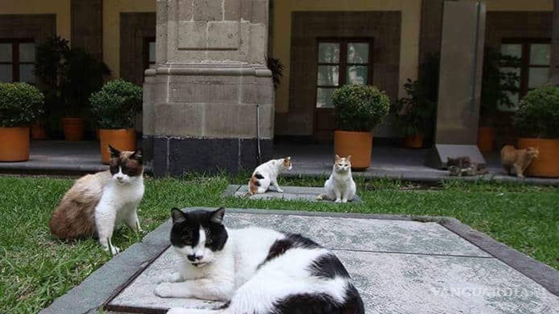 Gatos de Palacio Nacional son declarados ‘activos fijos vivos’; serán protegidos toda su vida