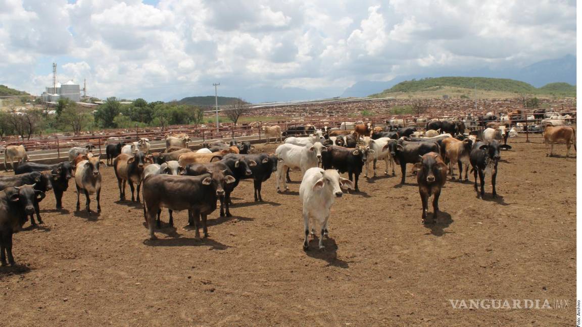 Quiere Texas planta de moscas estériles del gusano barrenador