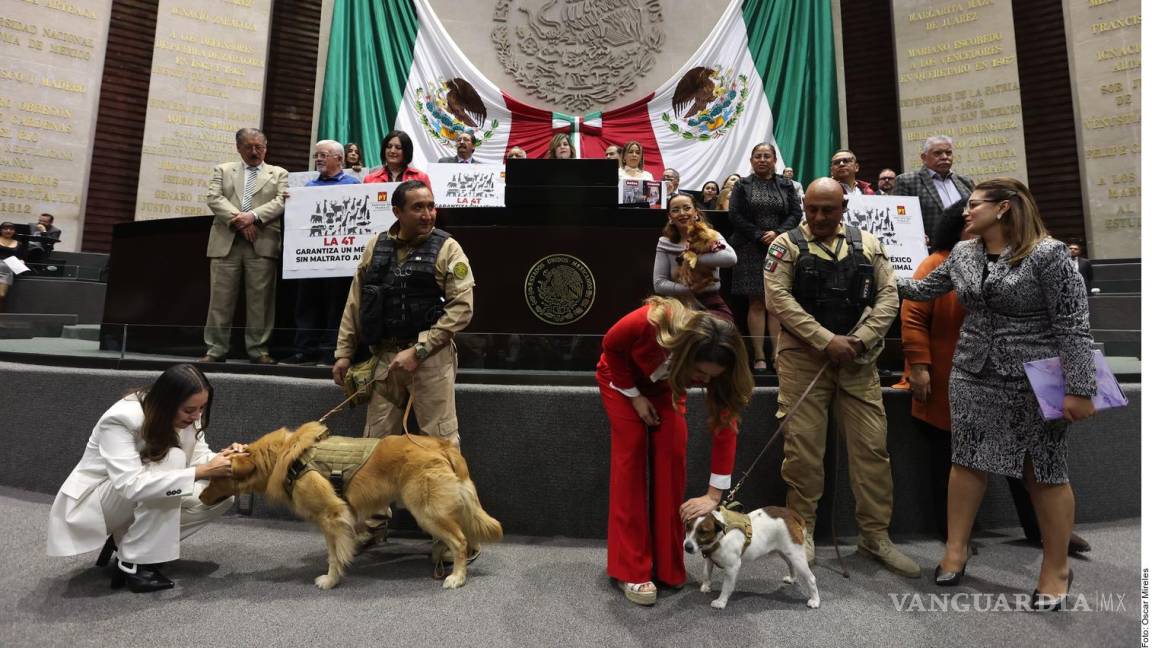 Aprueban reforma que prohíbe maltrato animal; Oposición advierte lagunas