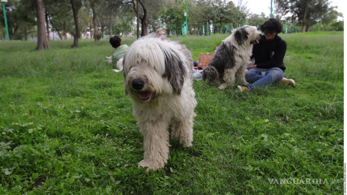 ¿Quién se queda con el perro?, tras un divorcio