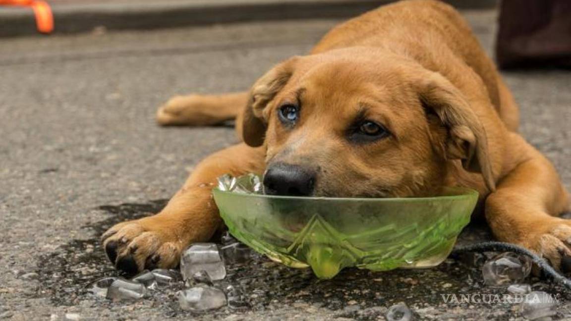 ¿Afecta el calor a las mascotas? Así puedes protegerlos de altas temperaturas