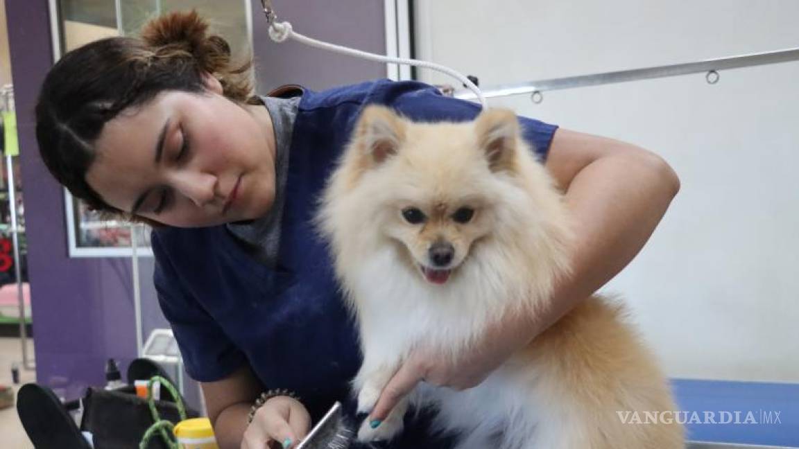 Coahuila: mantén a tu mascota saludable; acude al veterinario regularmente