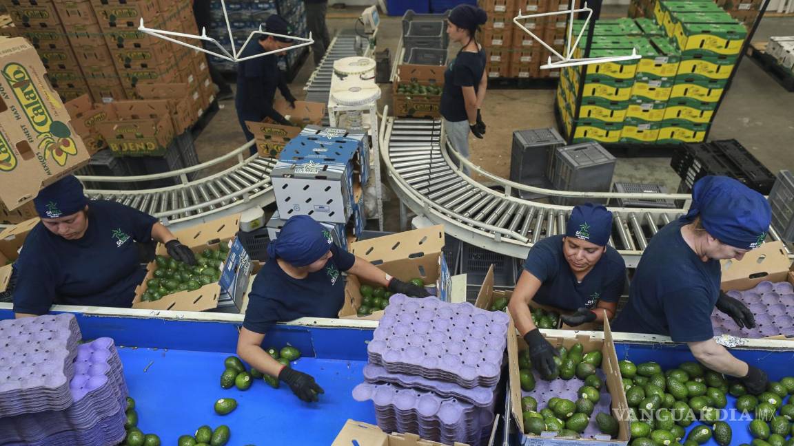 $!Trabajadores en una planta empacadora en Uruapan. En su primer día, Trump que habrá aranceles del 25% contra Canadá y México a partir del 1 de febrero.