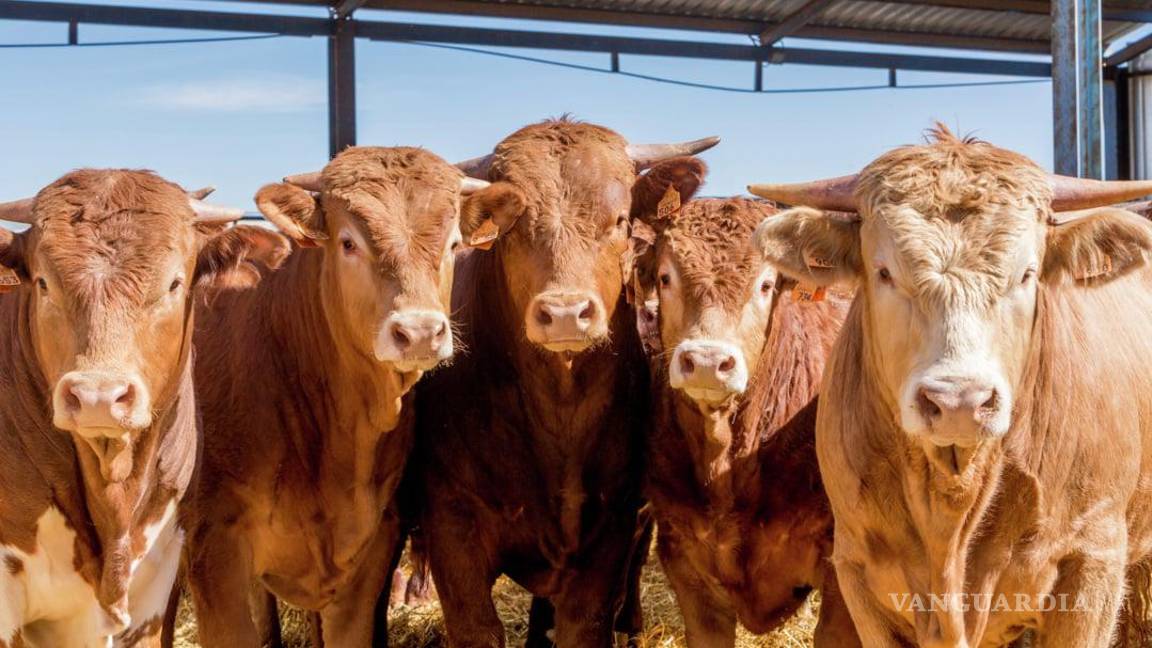 Sigue sin haber fecha definida para reapertura de la frontera al ganado