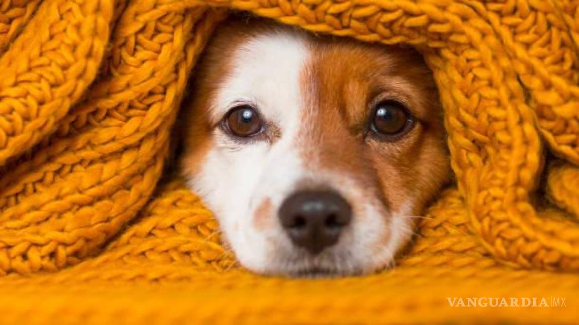 ¡Protege a tus mascotas! Se avecinan días de frío extremo en Saltillo