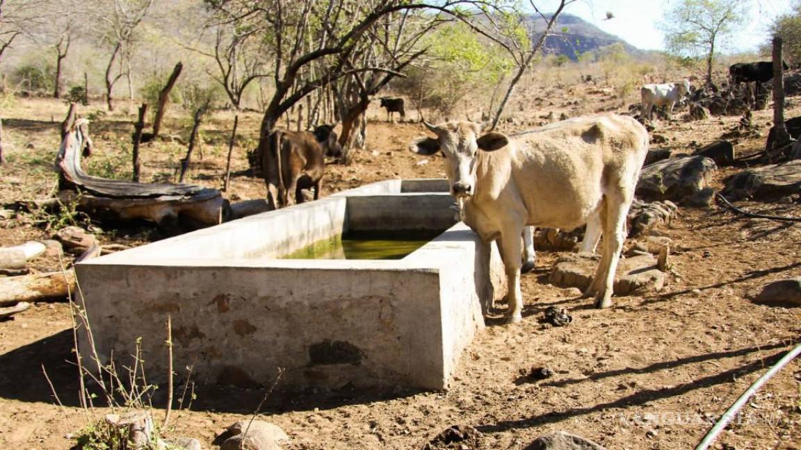 Empieza a registrarse muerte de ganado en ejidos de Saltillo debido a sequía