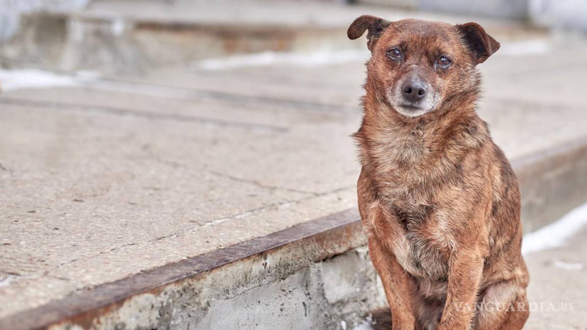 Rescatistas manifiestan su preocupación por casos de crueldad extrema contra mascotas en Saltillo