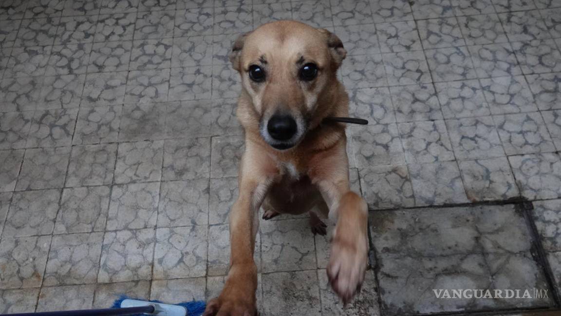 $!Este trámite se volvió obligatorio a partir del 1 de abril del año pasado.