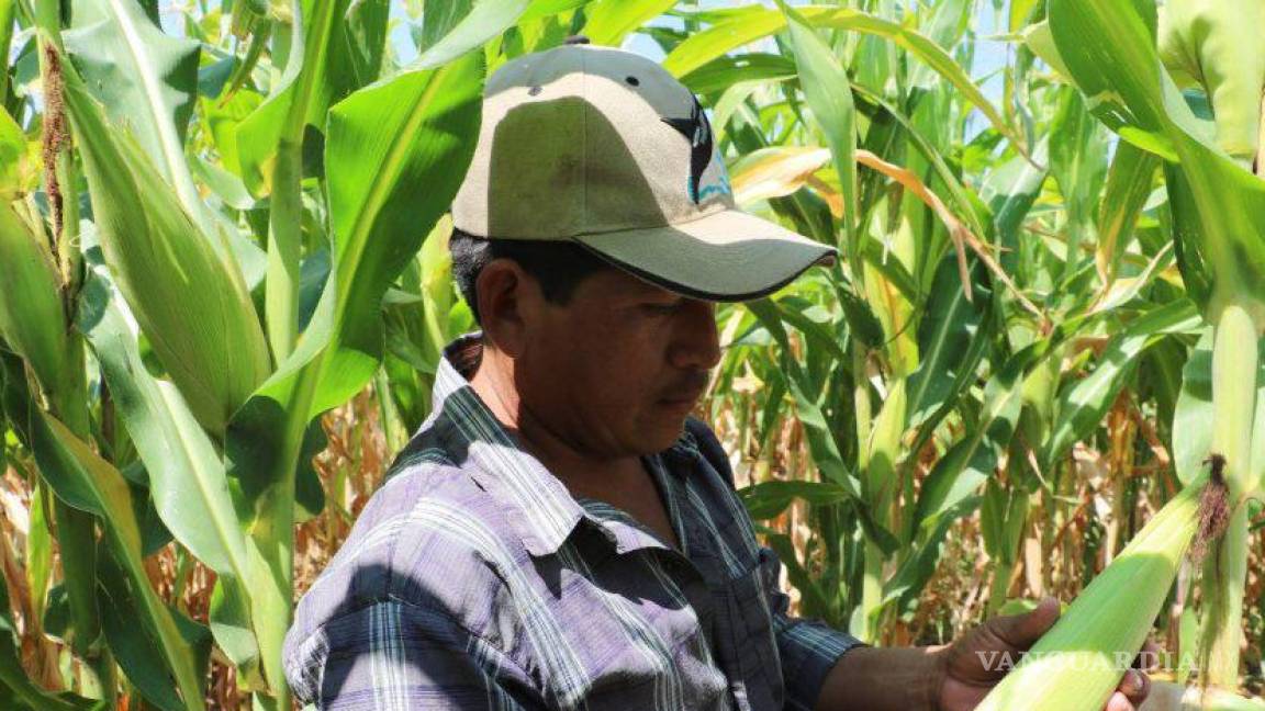 Se hace ‘vieja’ la mano de obra en el campo mexicano
