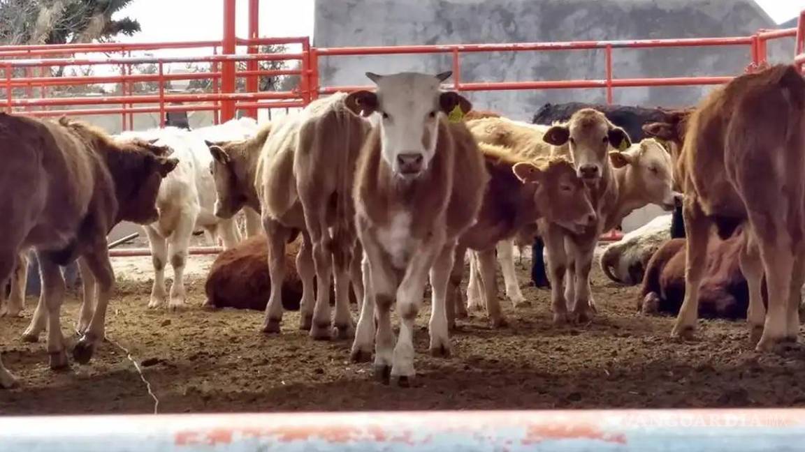 Ganaderos de Coahuila proponen plan urgente para salvar exportaciones