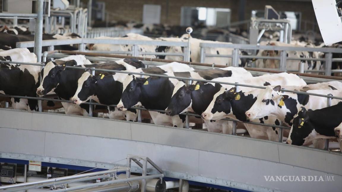 $!El USDA anunció la reapertura gradual de la frontera de ese país al ganado de México a partir del 7 de julio.