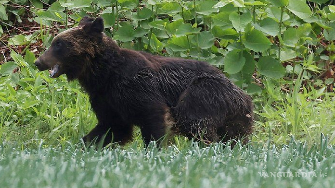 Japón recompensará por cazar osos, ante alza de ataques a personas