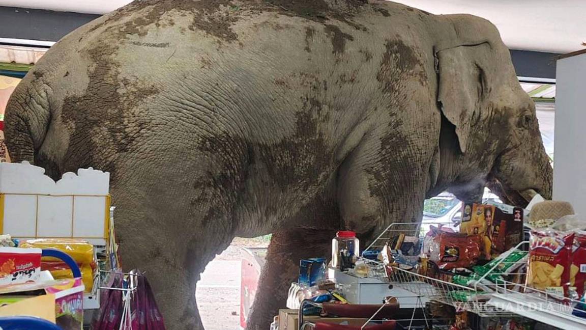 Un hambriento elefante salvaje asalta una tienda en Tailandia en busca de comida