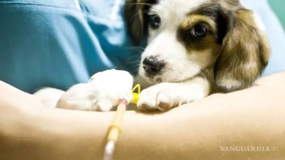 Mueren decenas de perros por misterioso virus en Michigan