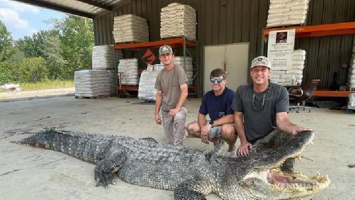 $!Con las medidas del cocodrilo, se rompió el récord que se había impuesto en el 2017.