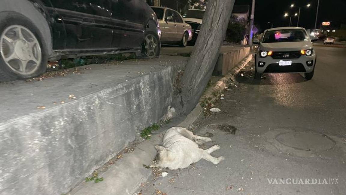 $!El perrito también fue arrollado y perdió la vida.