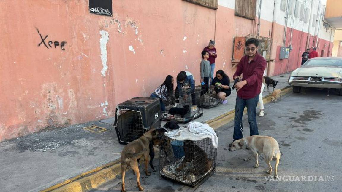 $!Los animales fueron trasladados a un área segura mientras los bomberos ventilaban el lugar y eliminaban riesgos.