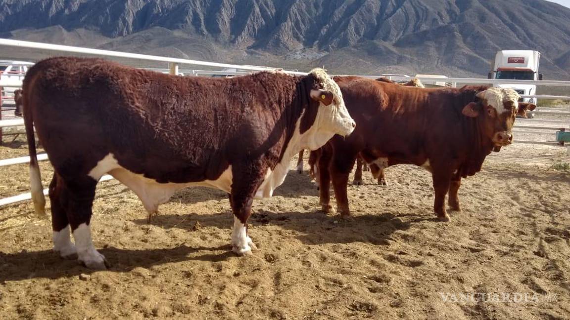 Urgen ganaderos de Coahuila a regionalizar sanidad ganadera para reabrir exportaciones