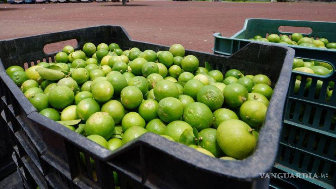 Pagan productores de limón hasta 100 mdp al mes por derecho de piso al crimen organizado