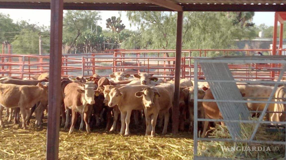 Repartirán suplemento alimenticio para evitar mortandad animal en el campo