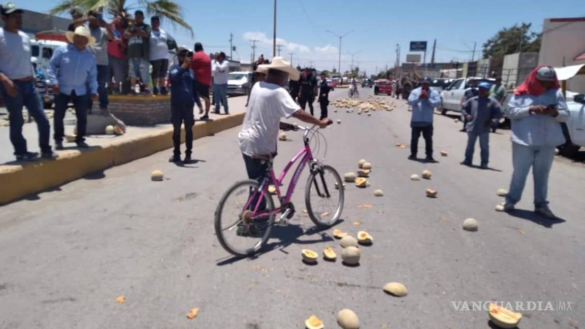 Ante desplome de precio del melón, productores de Matamoros destrozan fruta