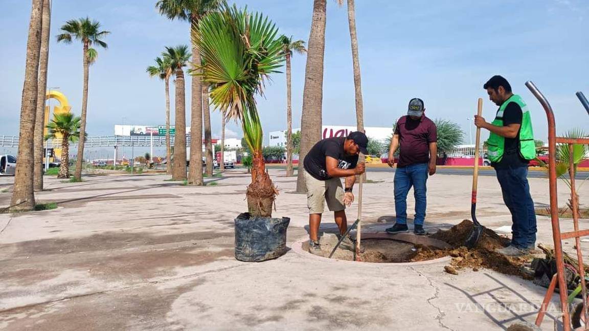 Priorizan especies endémicas en la reforestación de bulevar de Torreón