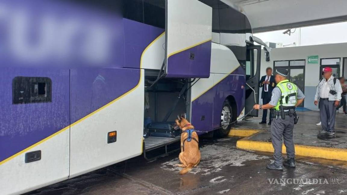 Detectan maleta con drogas en camión de pasajeros en Torreón; se dirigía a Monterrey