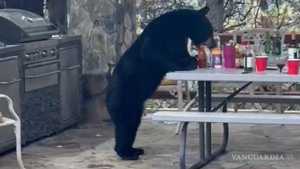 Lo que hace el hambre, baja un oso a Bosques de Monterreal; en Arteaga, Coahuila