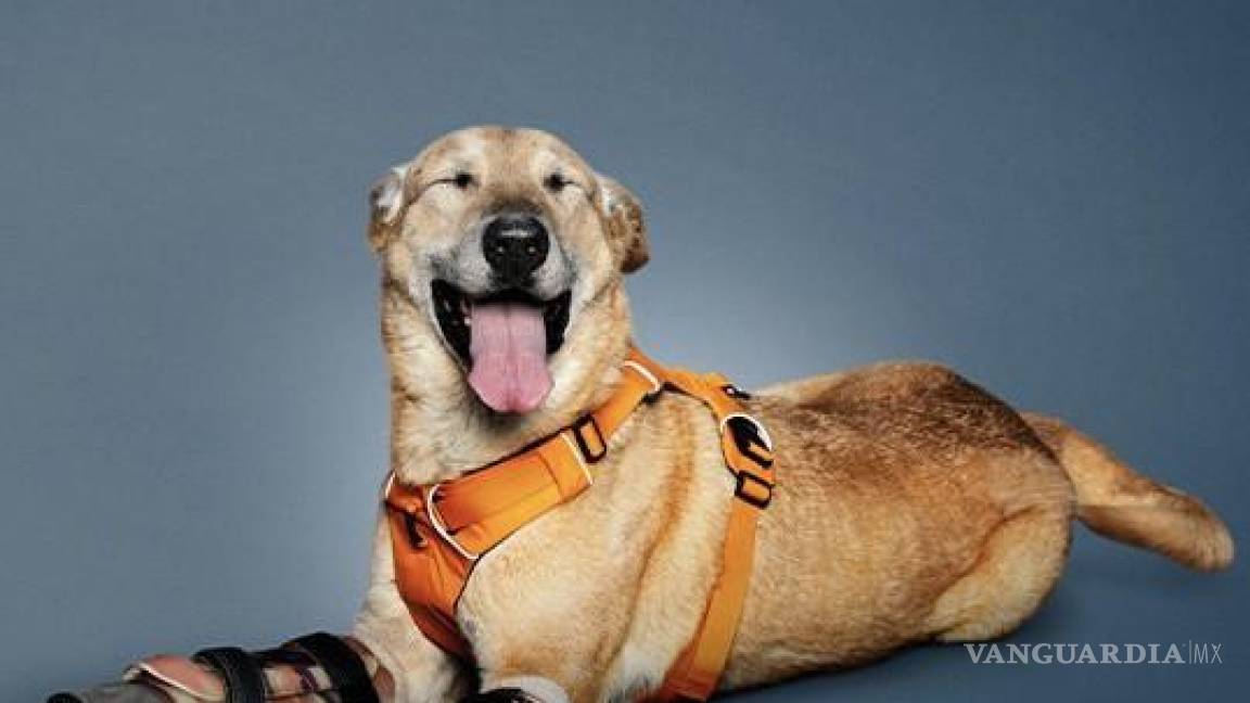 Pay de Limón, perrito agredido en México, compite en Estados Unidos para ser ‘la mascota favorita’