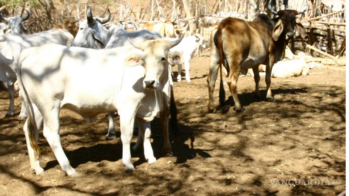 Acusan en EU que México frena lucha contra plaga del gusano barrenador