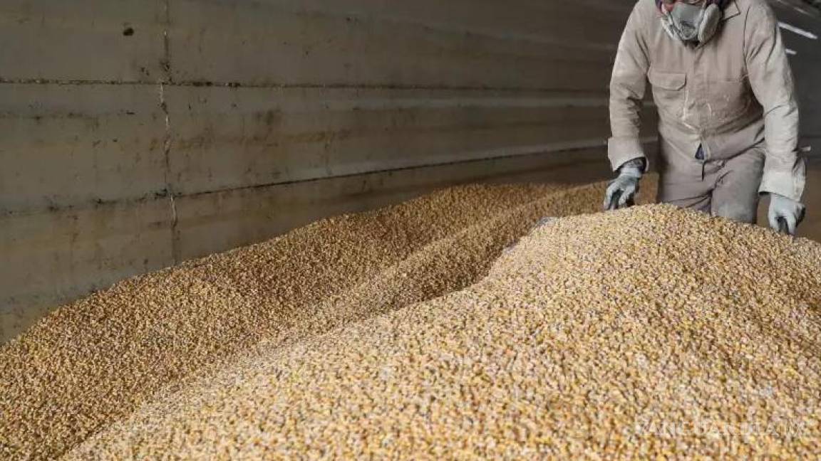 México será el mayor importador de maíz del mundo, comprará hasta 22 millones de toneladas