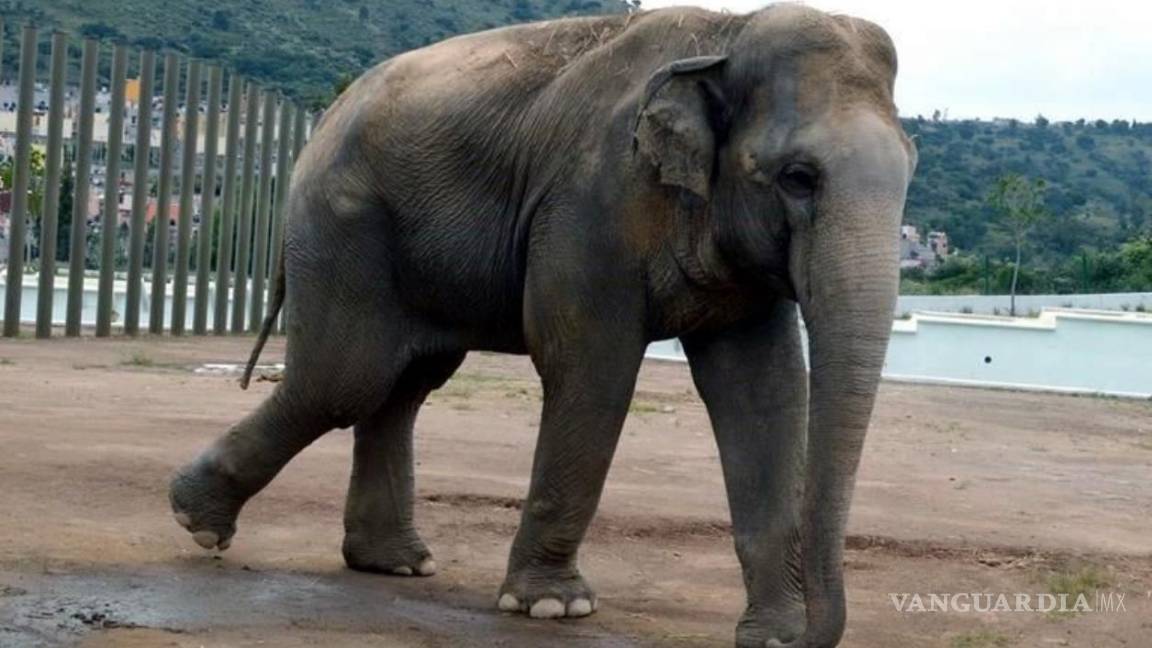 El elefante que cruzó un puente internacional de contrabando