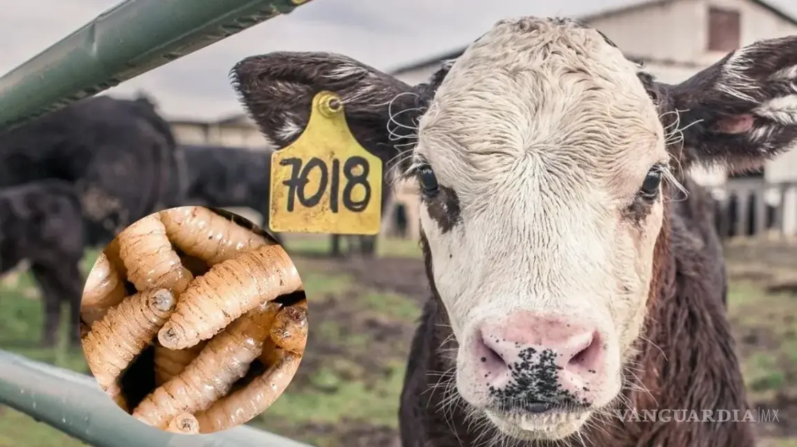 $!El corredor ganadero mexicano enfrenta presiones para mantener su estatus libre de plagas.